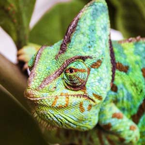 Shop the Best Reptile Supplies at PetMountain.com