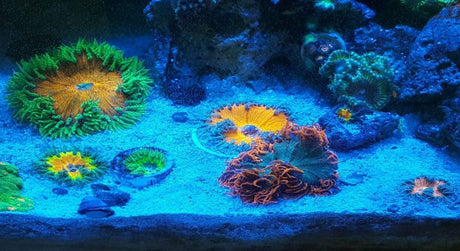 Penn Plax LED Light Up Sea Anemone with Remote Control