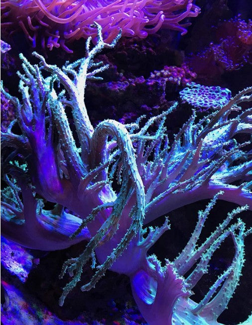 67.6 oz (4 x 16.9 oz) Seachem Reef Fusion 2 Raises Corbonate Alkalinity, Maintains Calcium and Alkalinity Levels in Aquariums