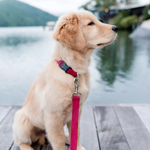 Coastal Pet New Earth Soy Adjustable Dog Collar Onyx Black - PetMountain.com