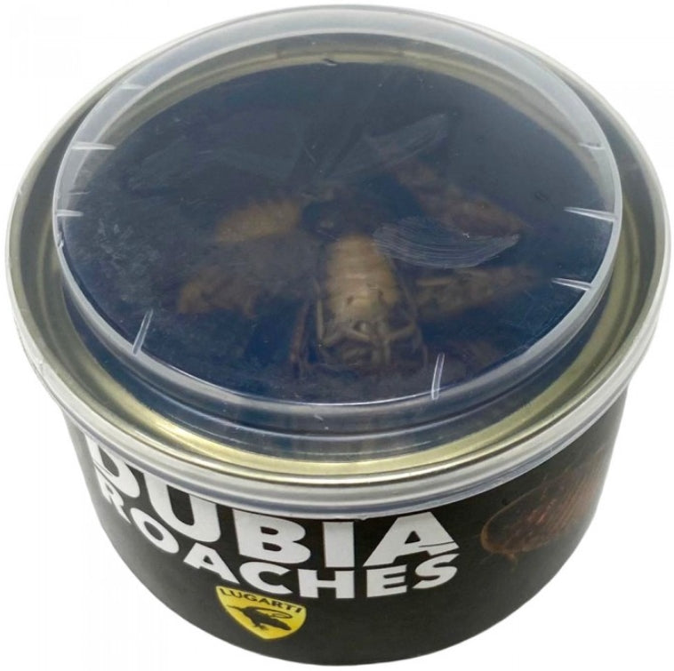 4.8 oz (4 x 1.2 oz) Lugarti Canned Dubia Roaches Treat for Insectivores