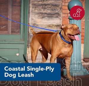 4 feet x 5/8"W Coastal Pet Single-ply Teal Nylon Dog Lead Four Feet Long
