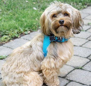 Small - 1 count Coastal Pet Accent Microfiber Dog Harness Boho Blue with Polka Dot Bow