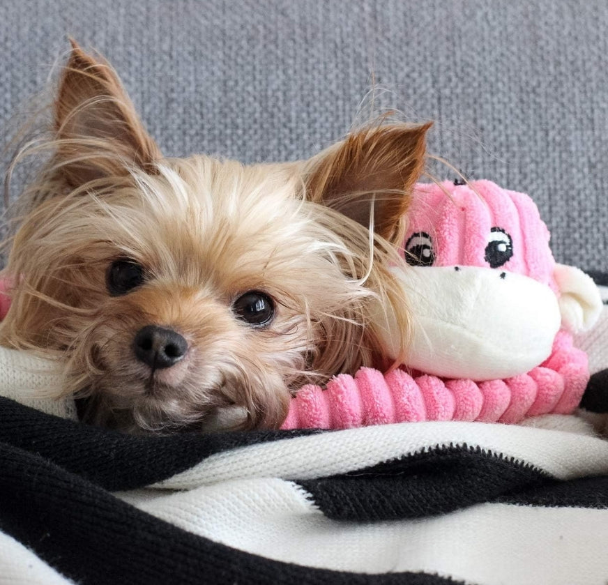 Small - 1 count ZippyPaws Spencer the Crinkle Monkey Dog Toy