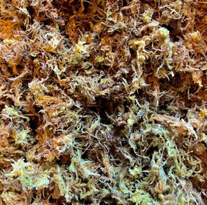 750 gram (5 x 150 gm) Lugarti Premium Sphagnum Moss for Reptiles