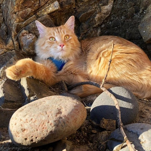 X-Small Coastal Pet Comfort Soft Cat Harness with Leash Black