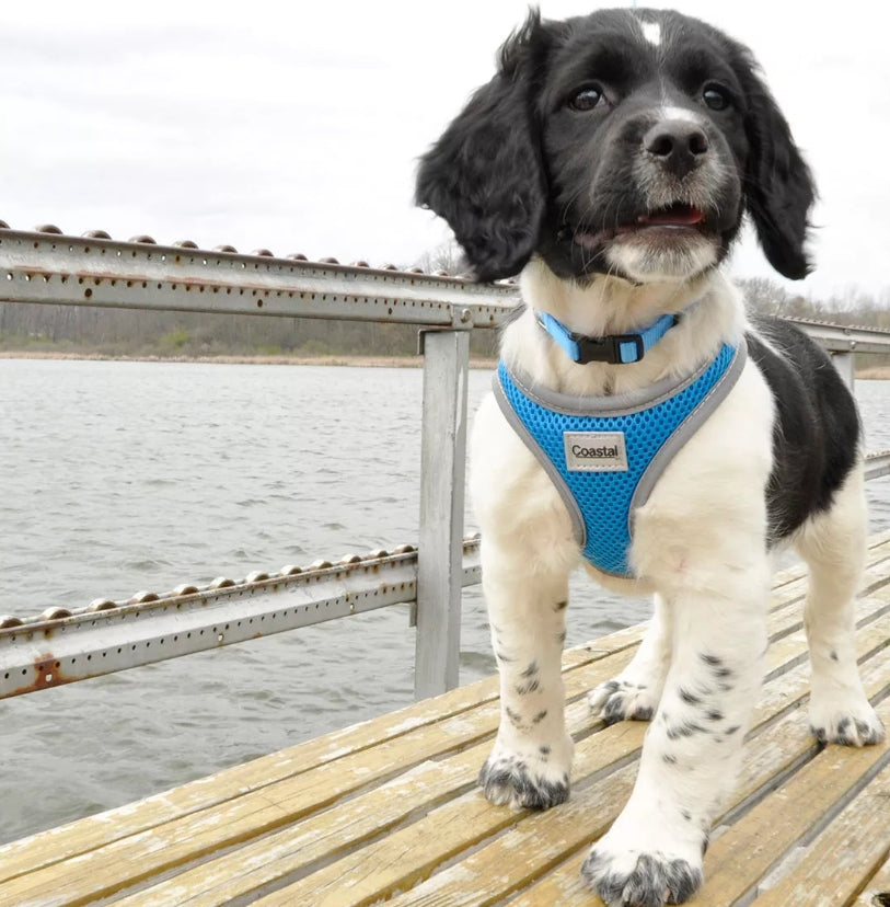 Small - 1 count Coastal Pet Comfort Soft Reflective Wrap Adjustable Dog Harness Blue Lagoon