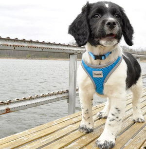 Small - 1 count Coastal Pet Comfort Soft Reflective Wrap Adjustable Dog Harness Blue Lagoon