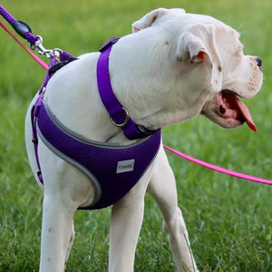 Medium - 1 count Coastal Pet Comfort Soft Reflective Wrap Adjustable Dog Harness Neon Pink