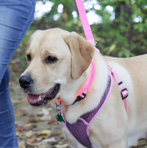 14-16"L x 3/8"W Coastal Pet Comfort Soft Sport Wrap Adjustable Dog Harness Pink