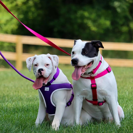 Small - 1 count Coastal Pet Comfort Wrap Adjustable Dog Harness Bright Pink