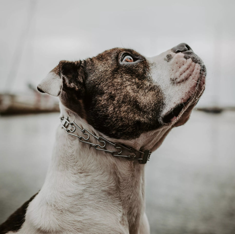16"L x 2.25 mm Coastal Pet Herm Sprenger Snap On Dog Collar