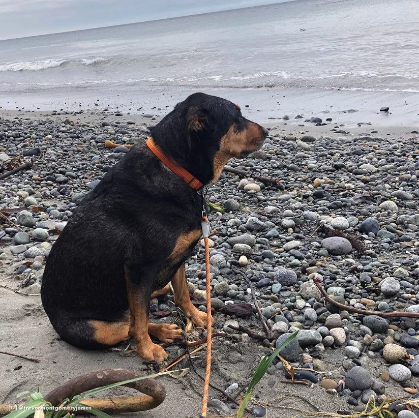 12-18"L x 1"W Coastal Pet K9 Explorer Brights Reflective Adjustable Dog Collar Mountain