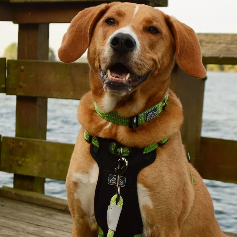 12-18"L x 1"W Coastal Pet K9 Explorer Brights Reflective Adjustable Dog Collar Mountain