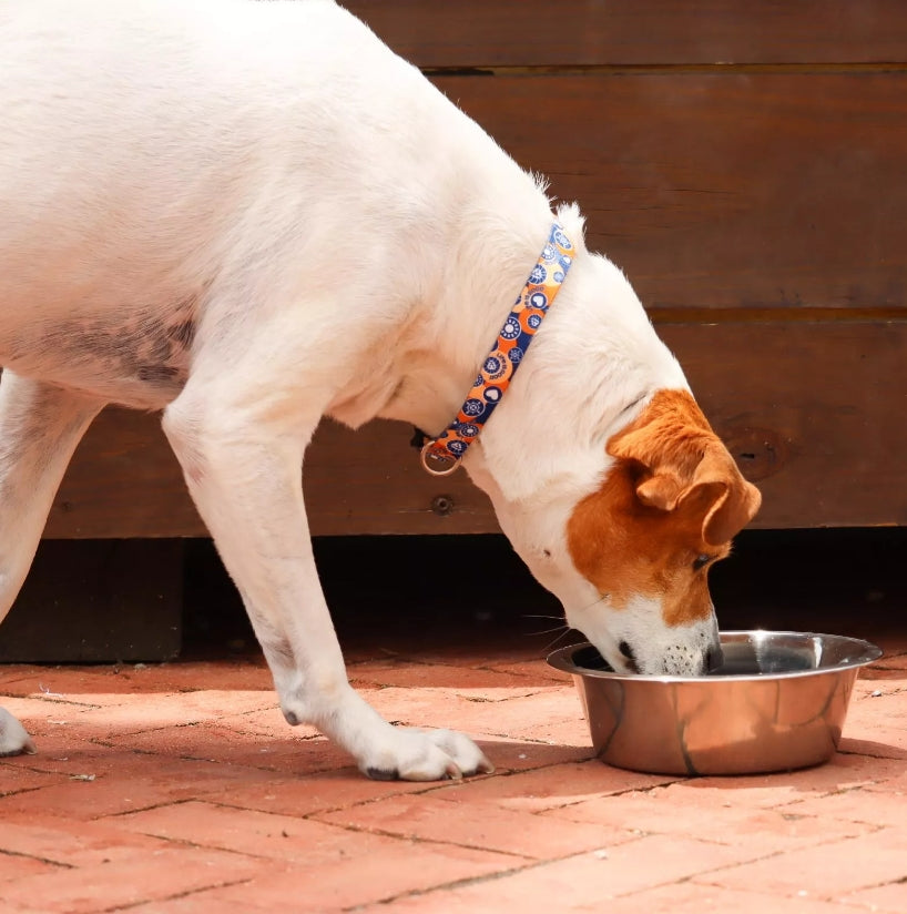 16 oz - 1 count Coastal Pet Maslow Standard Stainless Steel Dog Bowl