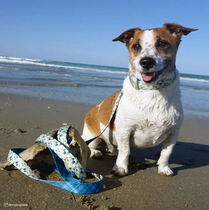 18-26"L x 1.5"W Coastal Pet Sublime Adjustable Dog Collar Sunset Palms