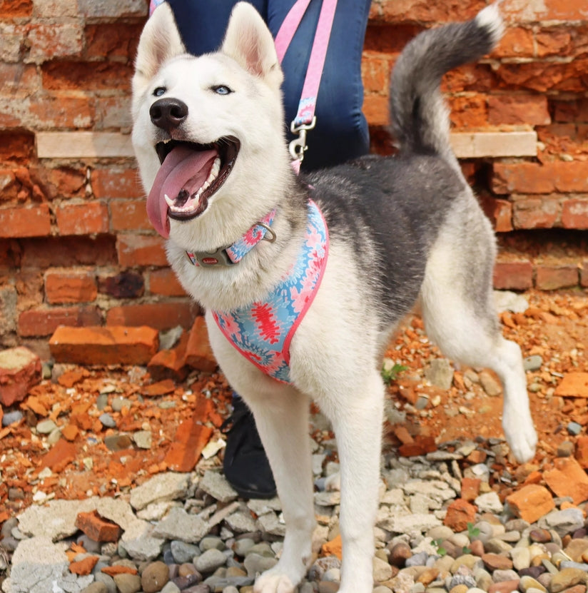 12-18"L x 1"W Coastal Pet Sublime Adjustable Dog Collar Pink Flowers