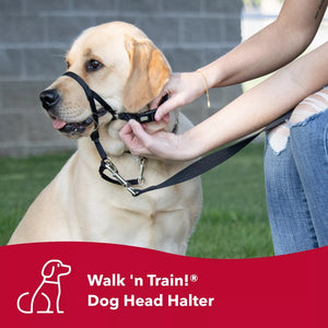 X Large - 1 count Coastal Pet Walk n Train Dog Head Halter