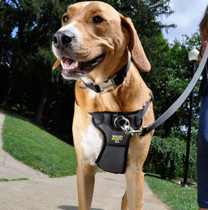 X Large - 1 count Coastal Pet Walk Right Padded Dog Harness Black