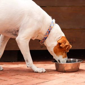 24 oz - 1 count Coastal Pet Maslow Standard Stainless Steel Dog Bowl