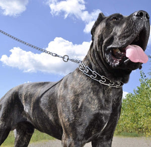 Medium (18"L x 3 mm) Titan Pinch Training Collar for Dogs