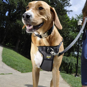 Coastal Pet Walk Right Padded Front Dog Harness Red - PetMountain.com