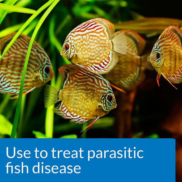 10 count API General Cure Powder Treats Parasitic Fish Disease
