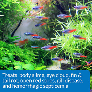 API Fin and Body Cure Treats Bacterial Fish Disease External and Internal - PetMountain.com