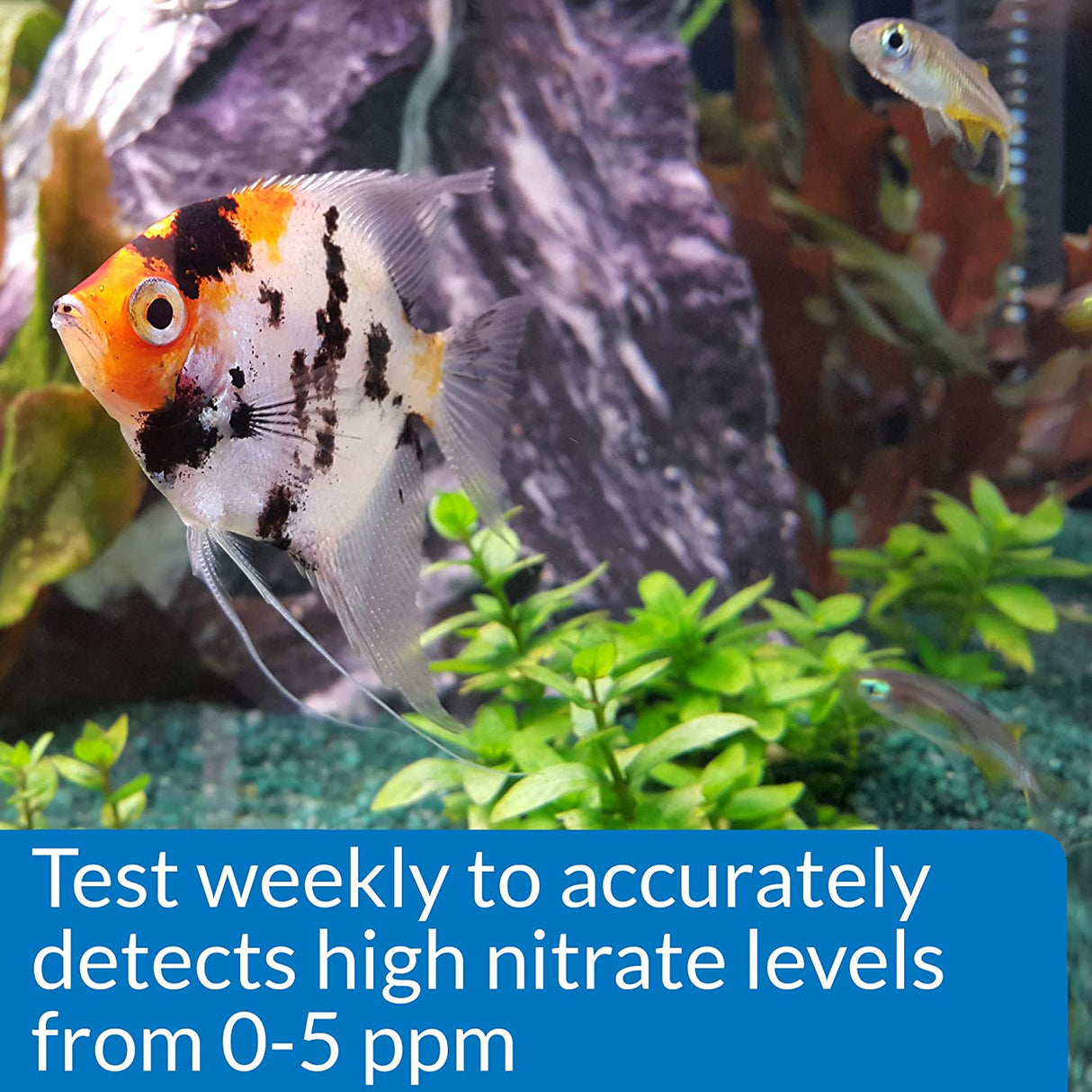 3 count API Nitrite NO2 Test Kit Helps Prevent Fish Loss in Freshwater and Saltwater Aquariums