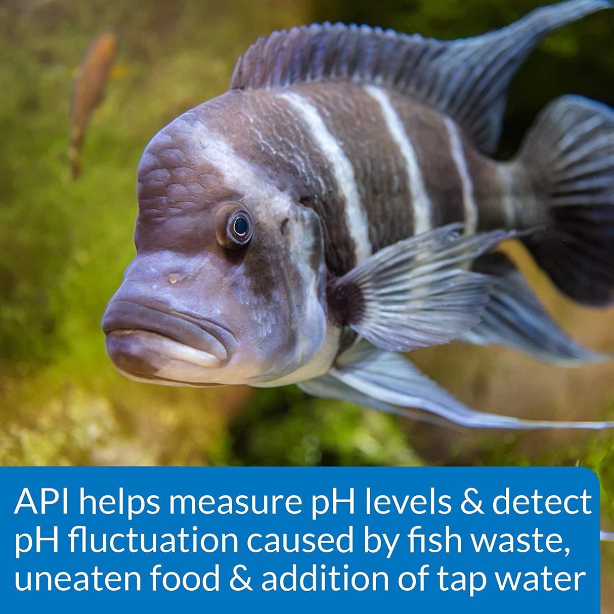 1 count API High Range pH Test Kit for Goldfish, Marine and African Cichlids