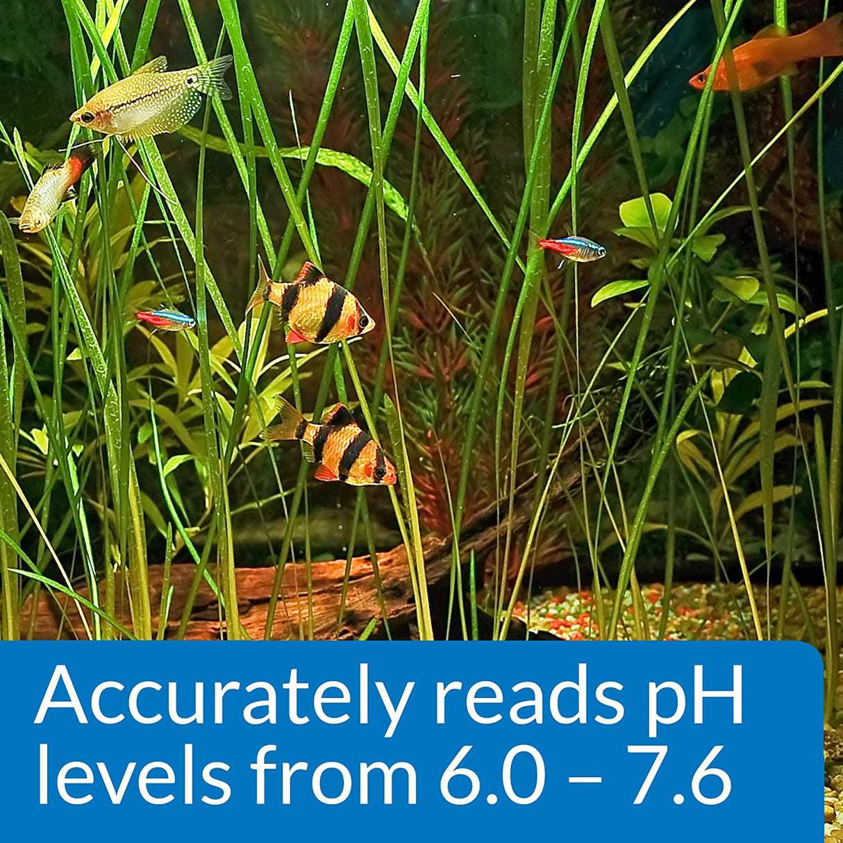 1 count API pH Test Kit for Freshwater Aquariums