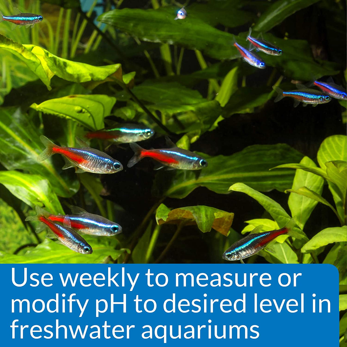 API pH Test and Adjuster Kit for Freshwater Aquariums - PetMountain.com