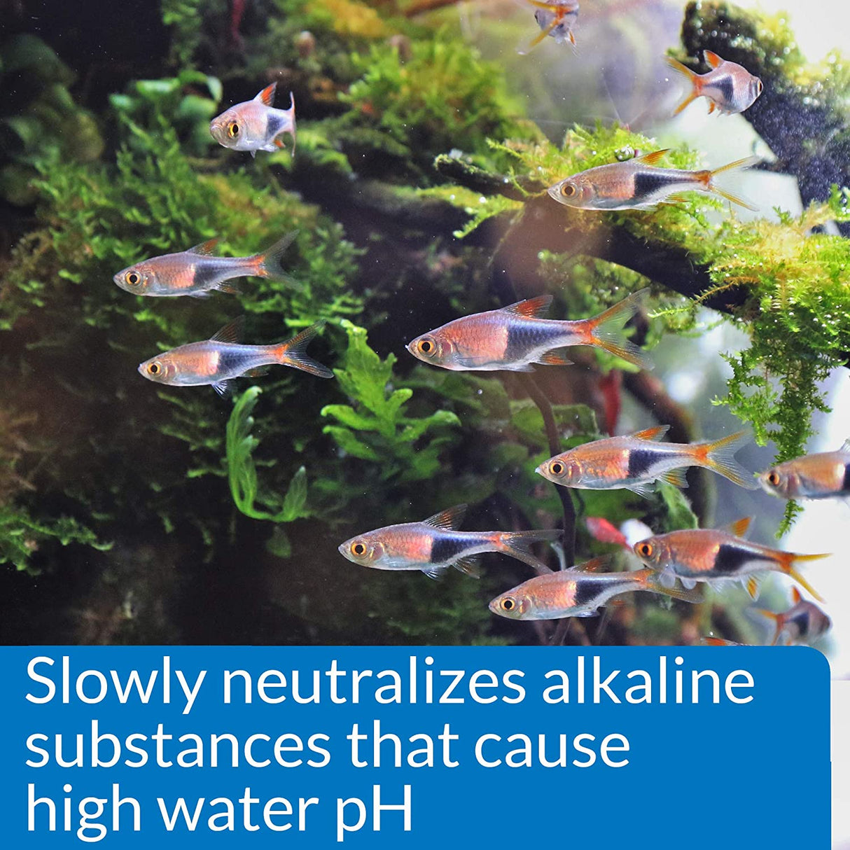 16 oz API pH Down Lowers Aquarium pH for Freshwater Aquariums