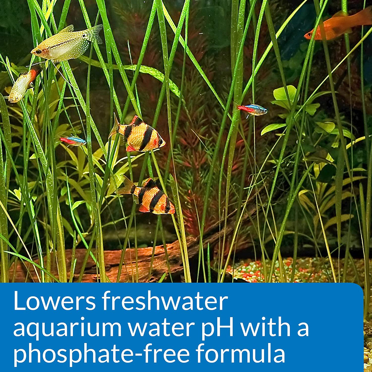 API pH Down Lowers Aquarium pH for Freshwater Aquariums - PetMountain.com