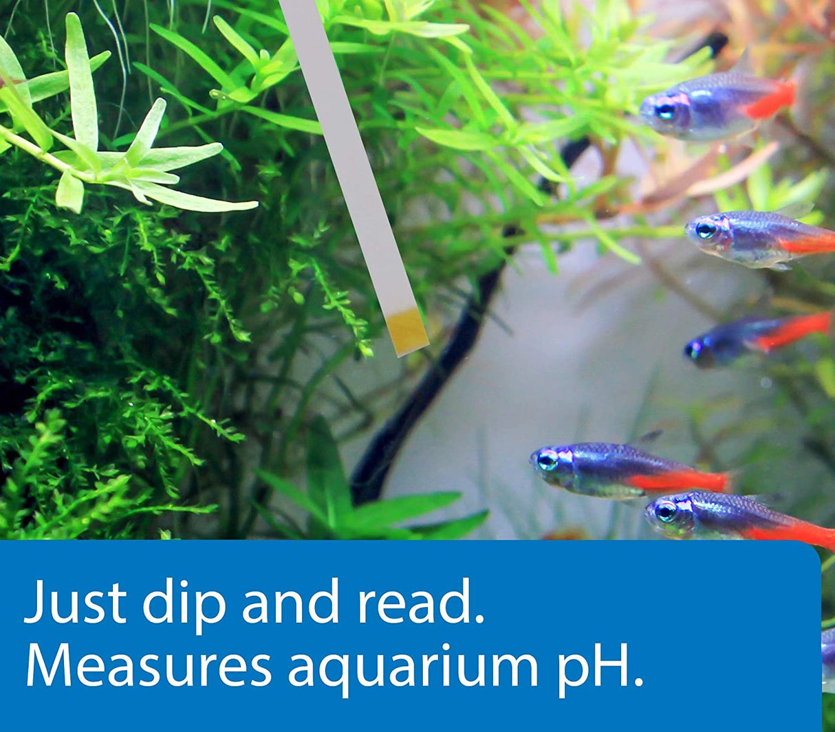 75 count (3 x 25 ct) API pH Test Strips for Freshwater and Saltwater Aquariums