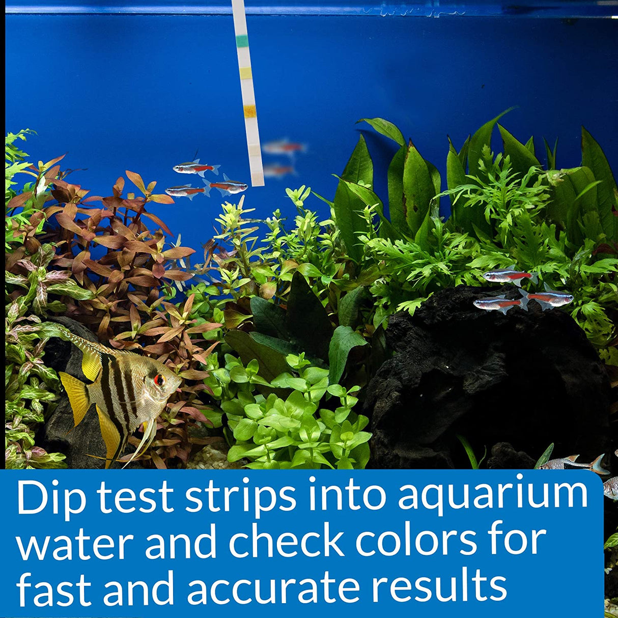 12 count (3 x 4 ct) API 5 in 1 Aquarium Test Strips for Freshwater and Saltwater Aquariums