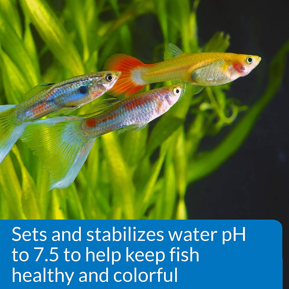 pH 7.5 - 5 count API Proper pH Sets and Stabilizes Freshwater Aquariums