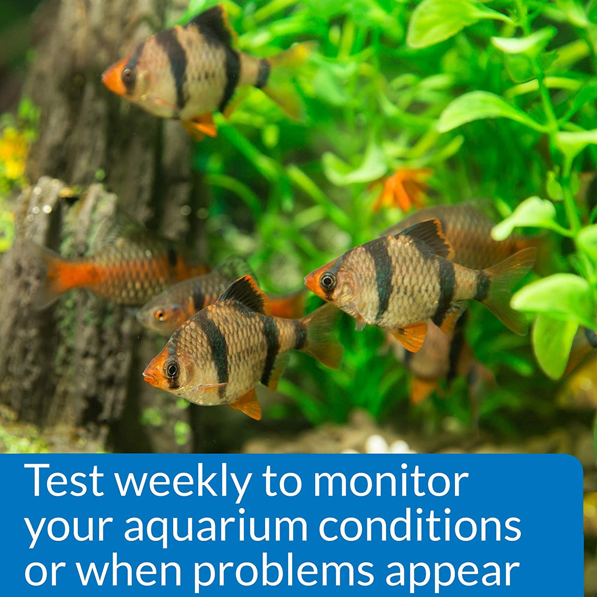 API Phosphate Test Kit for Freshwater and Saltwater Aquariums - PetMountain.com