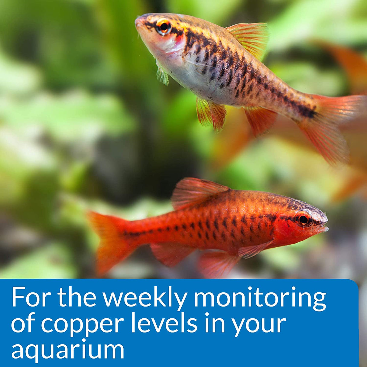 API Copper Cu+ Test Kit Monitor Copper when Medicating in Freshwater and Saltwater Aquariums - PetMountain.com