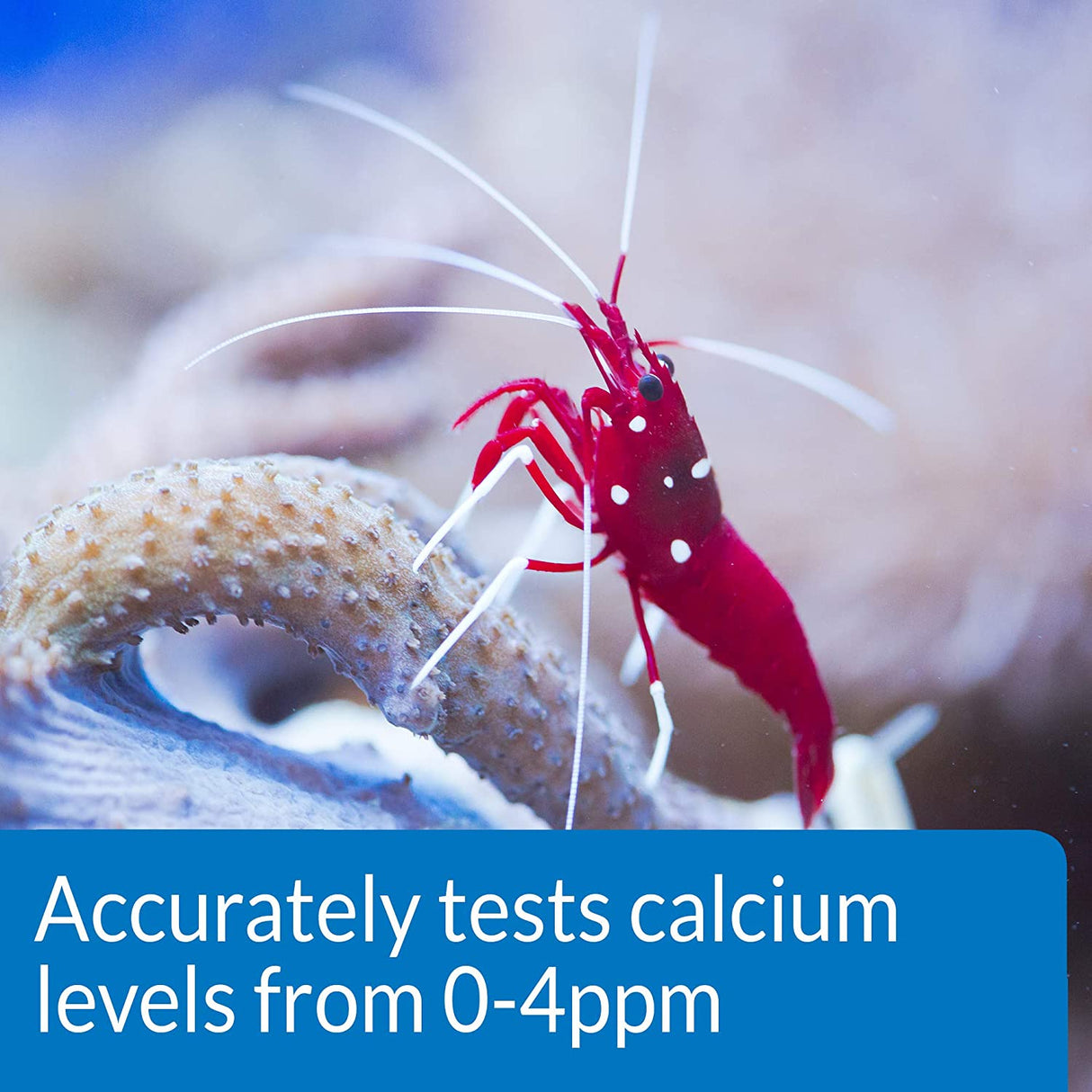 API Calcium Ca2+ Test Kit for Healthy Coral Growth - PetMountain.com