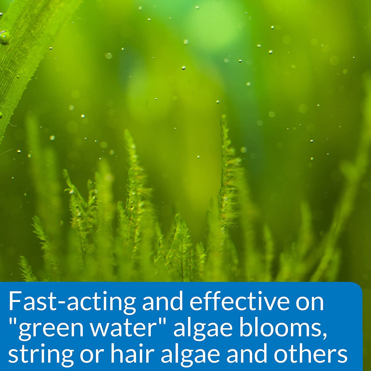 1.25 oz API AlgaeFix Controls Algae Growth for Freshwater Aquariums