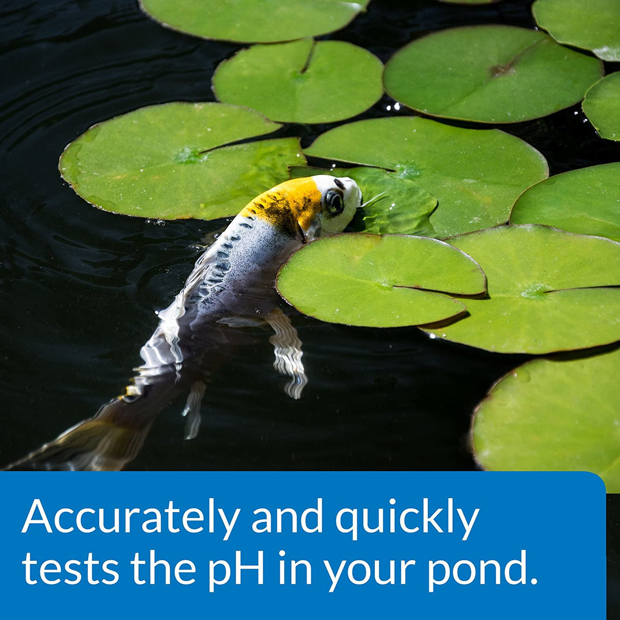API Pond Wide Range pH Test Kit Reads pH 5.0 to 9.0 - PetMountain.com