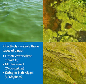 1 gallon API Pond AlgaeFix Controls Algae Growth and Works Fast