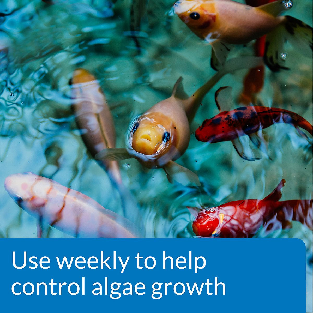 2.5 gallon API Pond AlgaeFix Controls Algae Growth and Works Fast