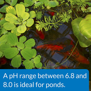 16 oz API Pond pH Up Raises Pond Water pH