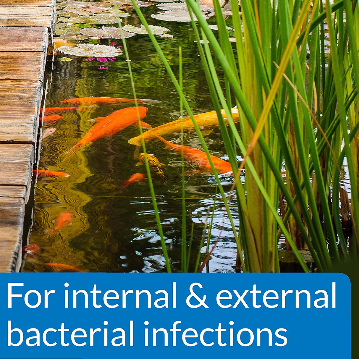 API Pond Pimafix Treats Fungal Fish Infections for Koi and Goldfish - PetMountain.com