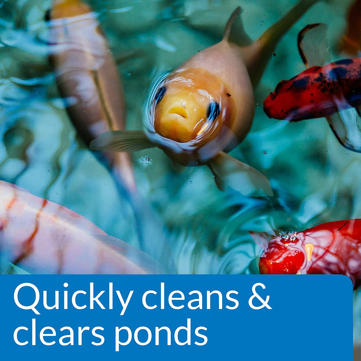 API Pond Simply-Clear with Barley Quickly Cleans and Clears Ponds - PetMountain.com