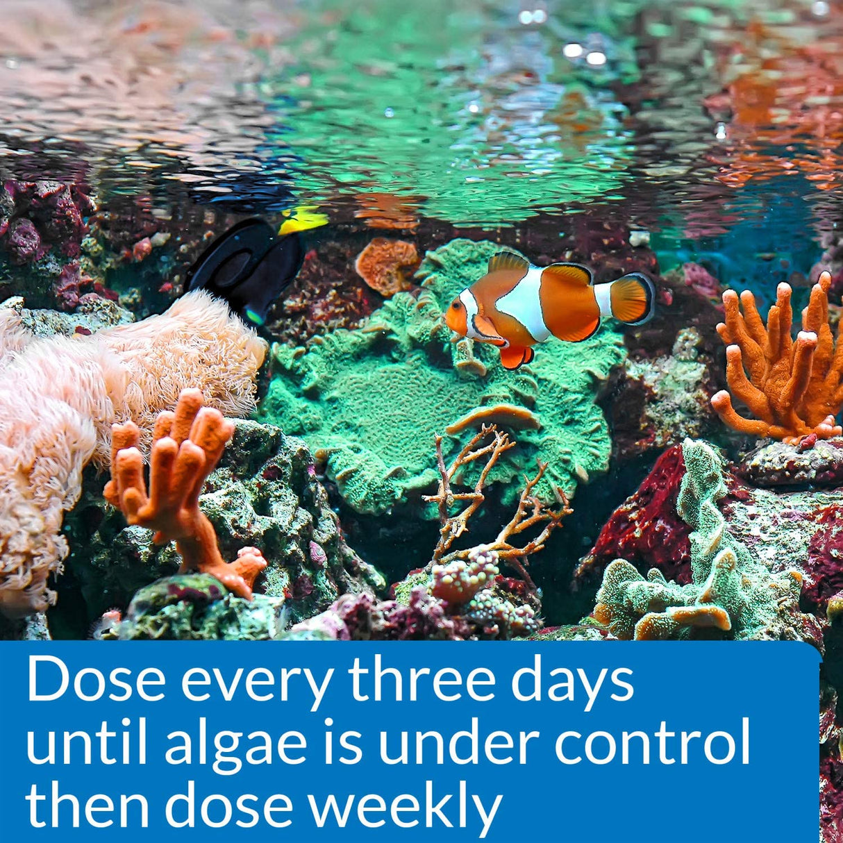 48 oz (3 x 16 oz) API Marine AlgaeFix Controls Algae Growth and Works Fast