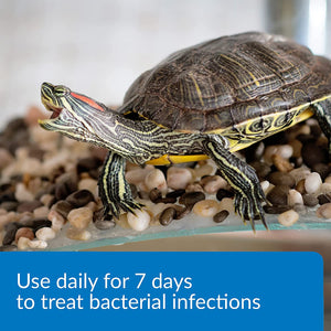 24 oz (6 x 4 oz) API Turtle Fix Treats Bacterial Infections