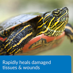 24 oz (6 x 4 oz) API Turtle Fix Treats Bacterial Infections